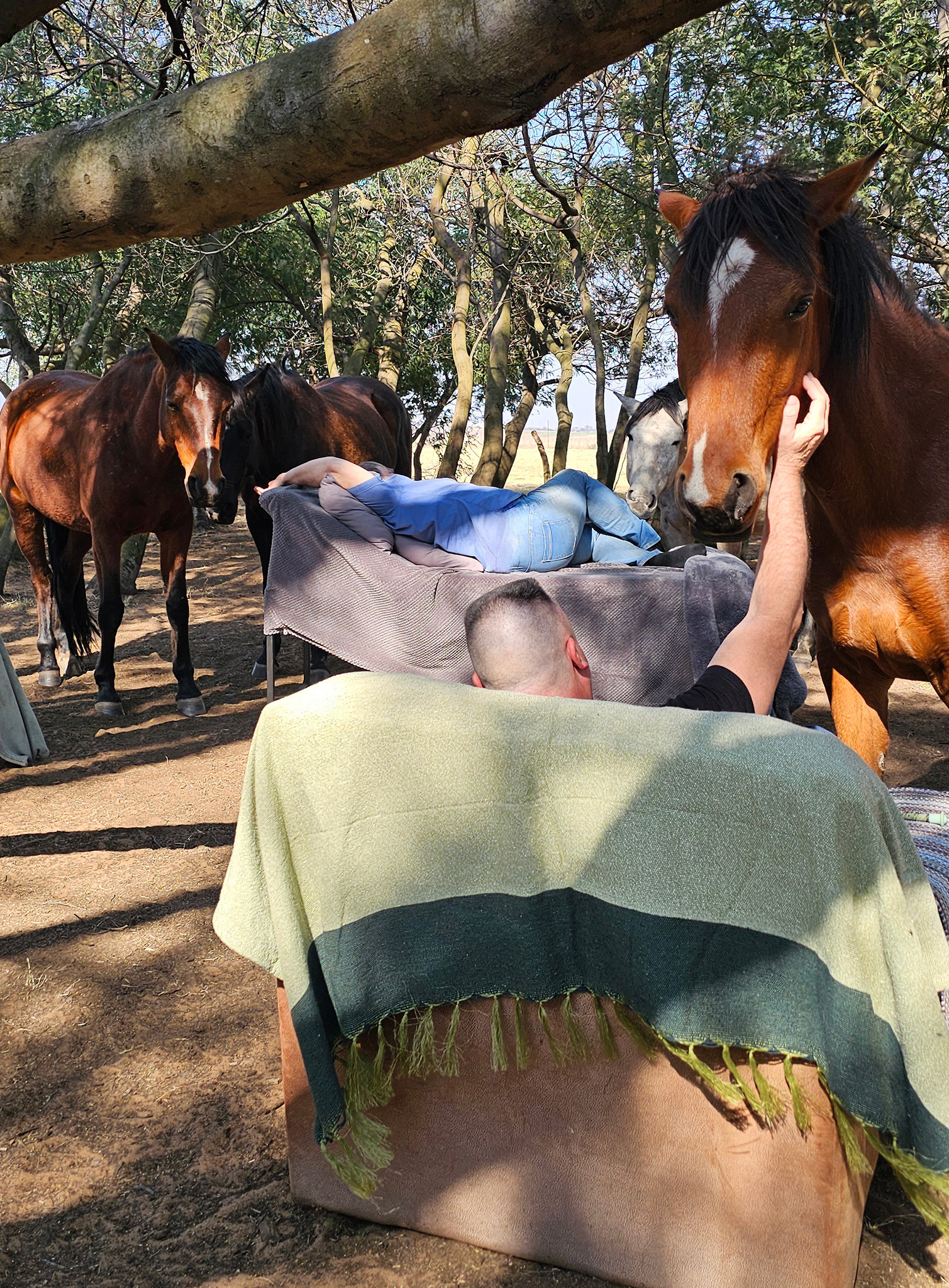 Visitors enjoying a shared Horse Energy Experience 