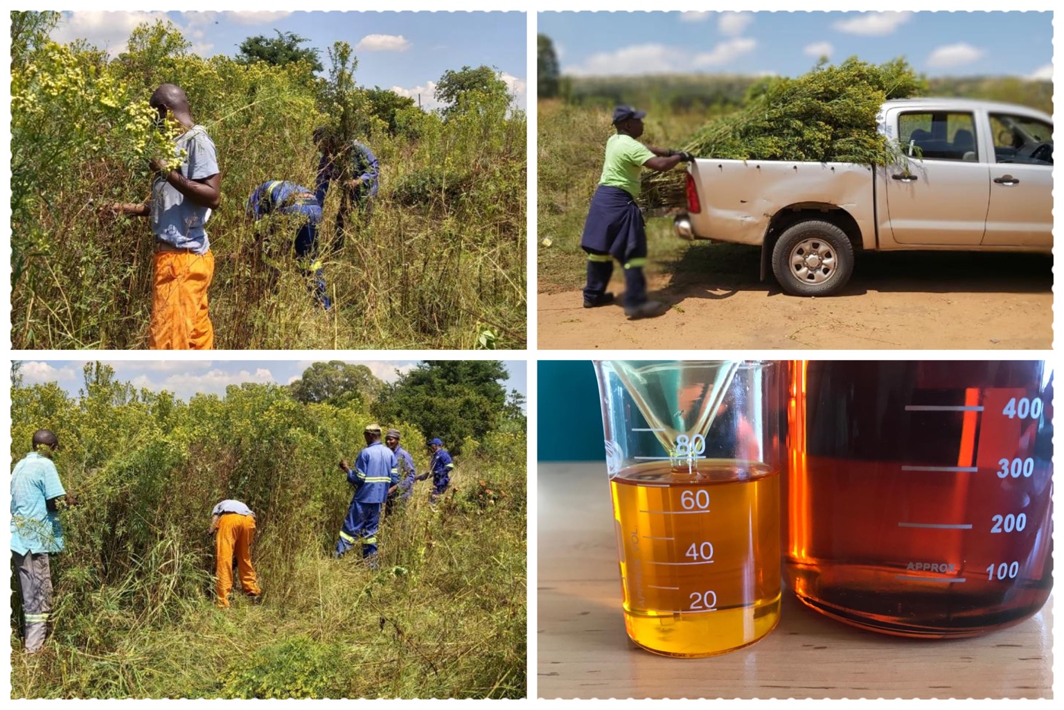 Khakibos wild-harvesting concept trial near Eersterust in 2021, with harvesting team, loaded vehicle and essential oils