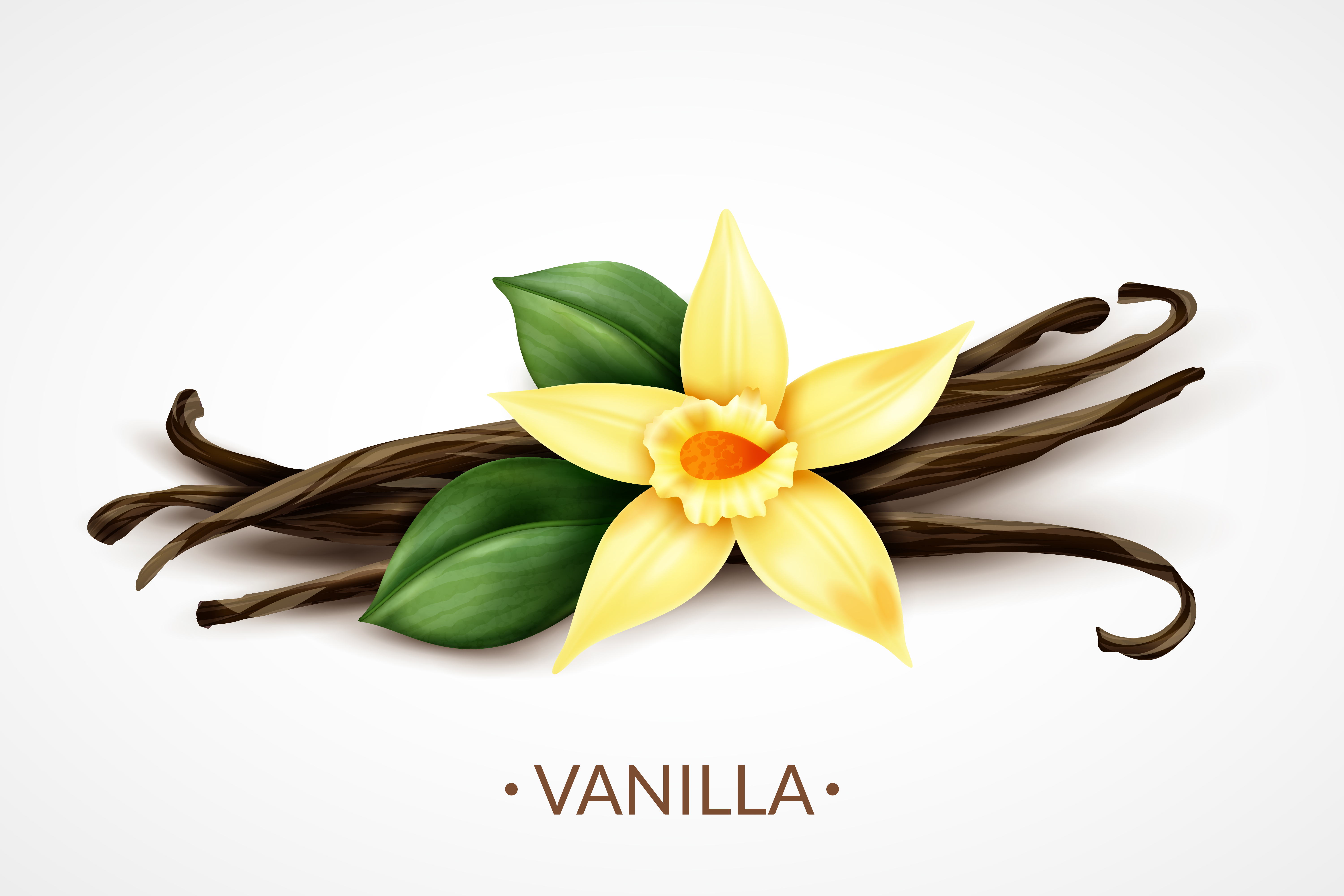 Fragrance Notes: Vanilla – The Sweet, Spicy, and Sensual Superstar