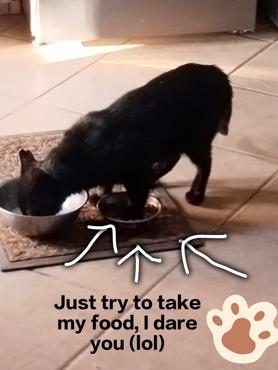 National Feral Cat Day – A Tribute to My Wild Cousins