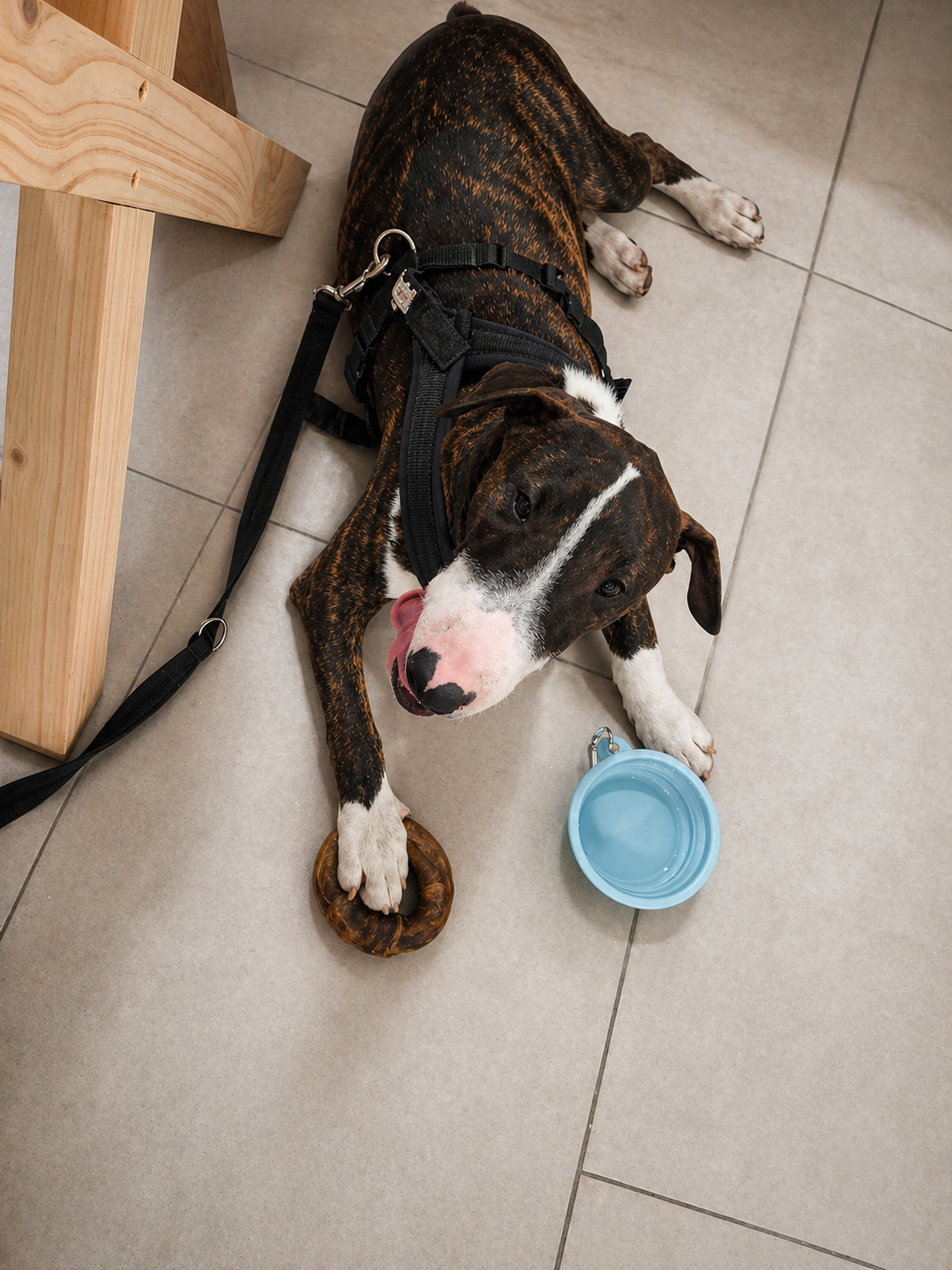 🐾 Dog Subscription Box South Africa: Why Your Dog Deserves More Than Just Treats