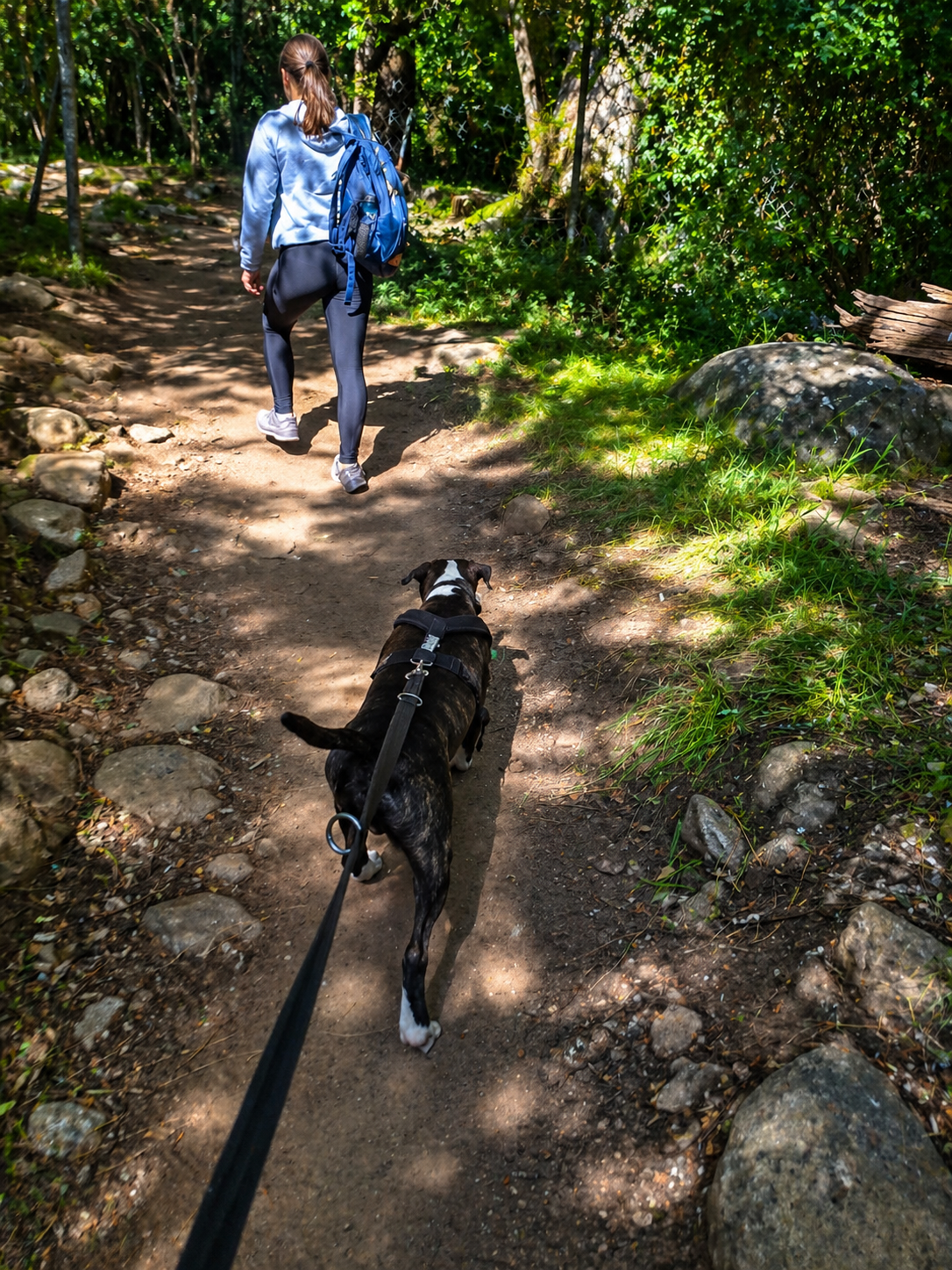 Hiking with Your Dog in Cape Town | Essentials, Safety Tips & Ralph & Co Guide