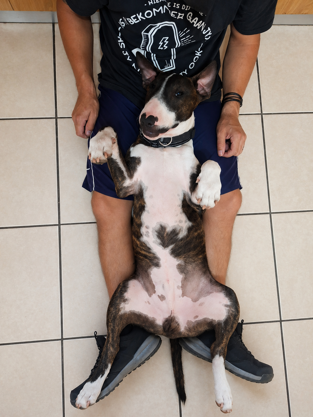 🐾 Why Dogs Are So Loving Towards Their Families (And Why Bull Terriers Stand Out)