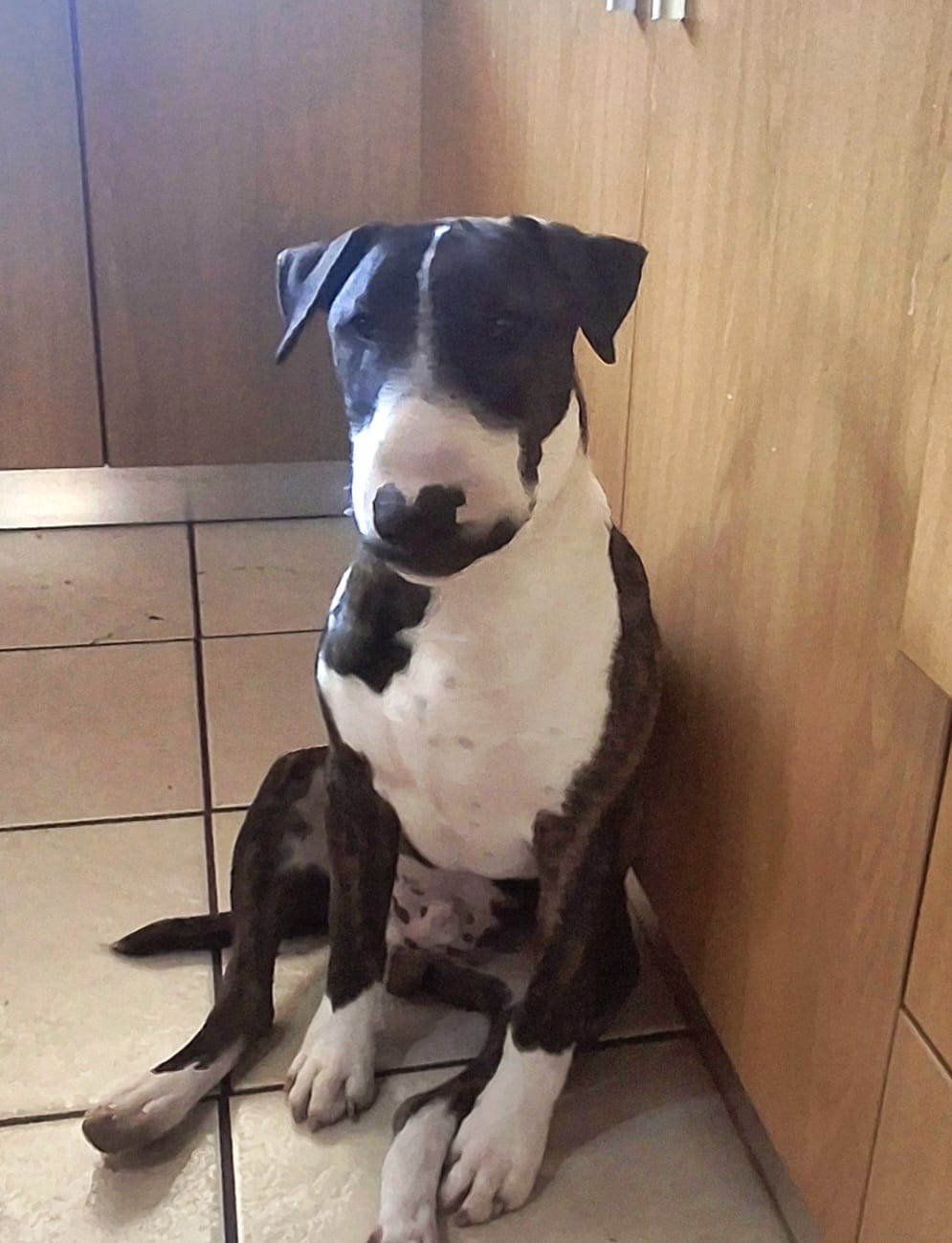 Ralph’s Story – From Rescue to Royalty 🐾