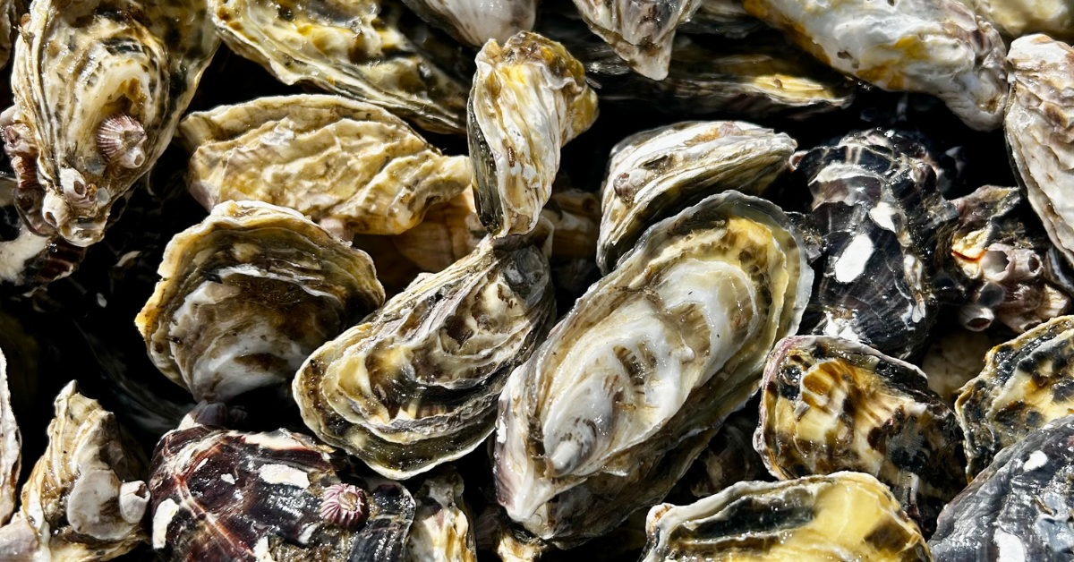 The Complete Guide to Buying Fresh Oysters Online in South Africa