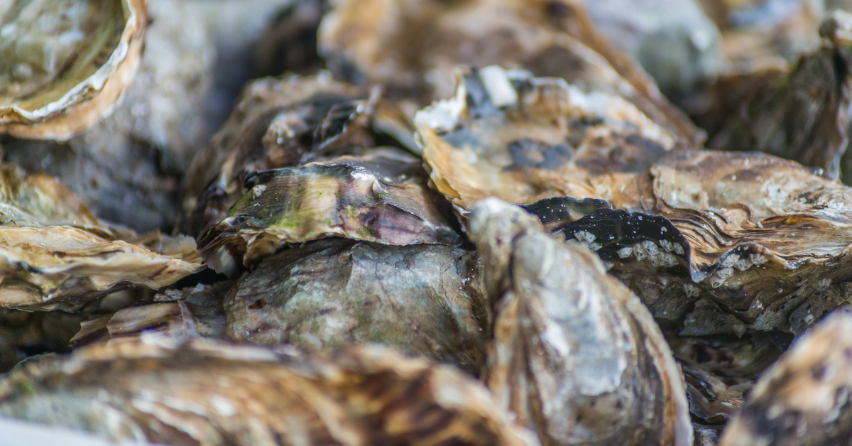 Oyster Farming 101: From Nelson Mandela Bay to Your Table