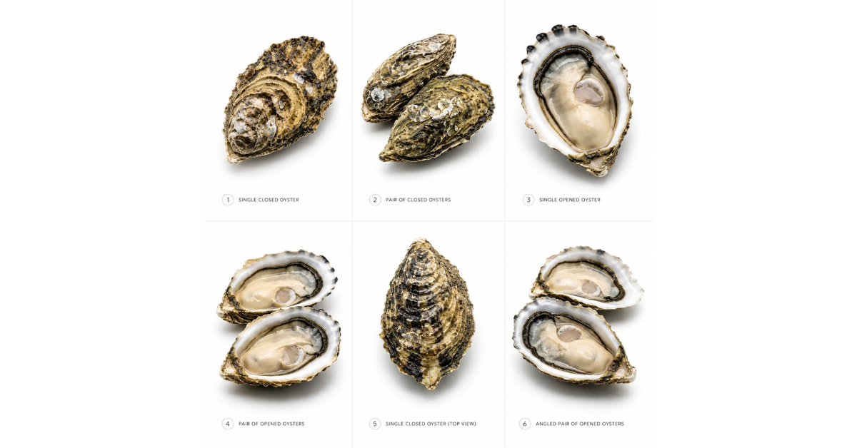 Oyster Types Explained: Medium vs Large vs XL - Which Should You Choose?