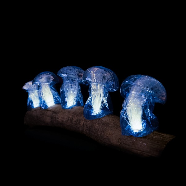 Mycoremediation XXV - Light sculpture