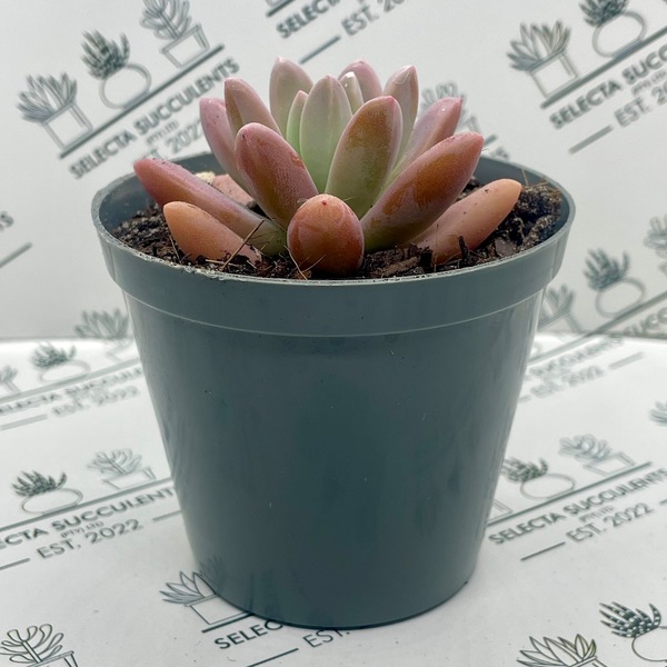 xGraptosedum ‘Francesco Baldi’