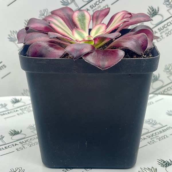Aeonium ‘Chanel’ (Medium)