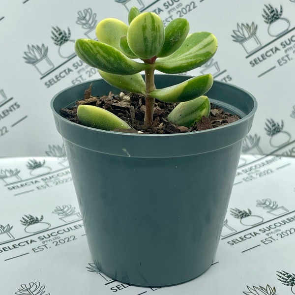 Crassula rogersii ‘Variegata’ (Small)