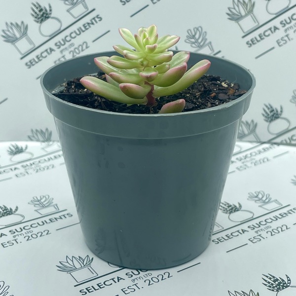 Sedum ‘Joyce Tulloch Variegata’