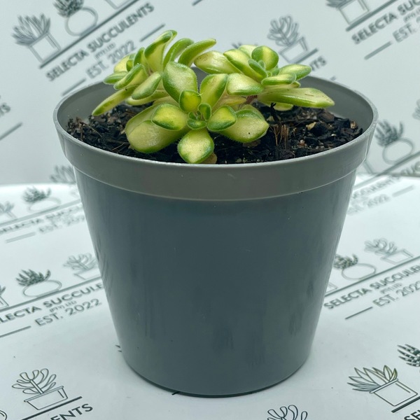 Aichryson tortuosum ssp. bethencourtianum ‘Variegata’