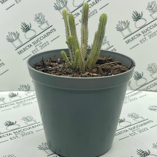 Crassula muscosa ‘Variegata’