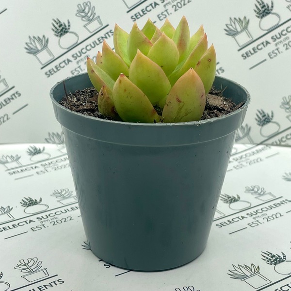 Sedum ‘Golden Glow’