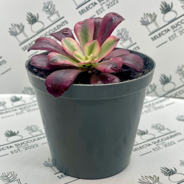 Aeonium ‘Medusa’ (Small)