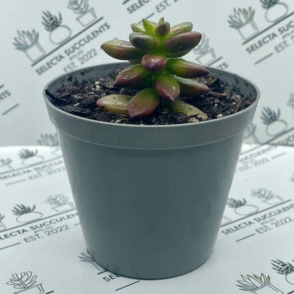 xSedeveria ‘Jet Beads’