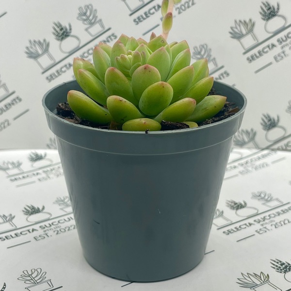 xSedeveria ‘Maialen’