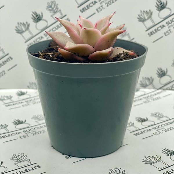 Echeveria ’Madiba’