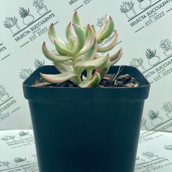 Crassula 'Candy Cane’ (Medium)