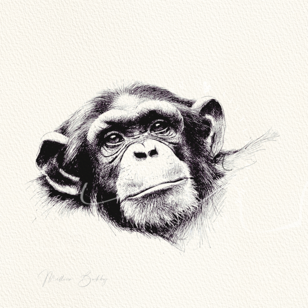 Chimpanzee, Jane Goodall Tribute