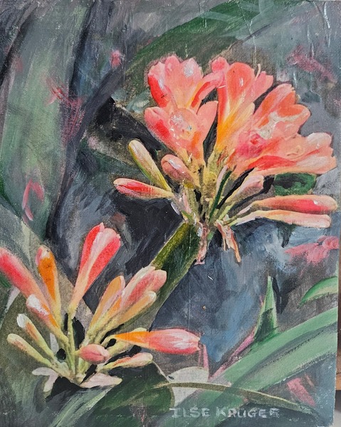316. Clivias (20 x 25)