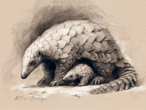 Pangolin Mother & Pangopup