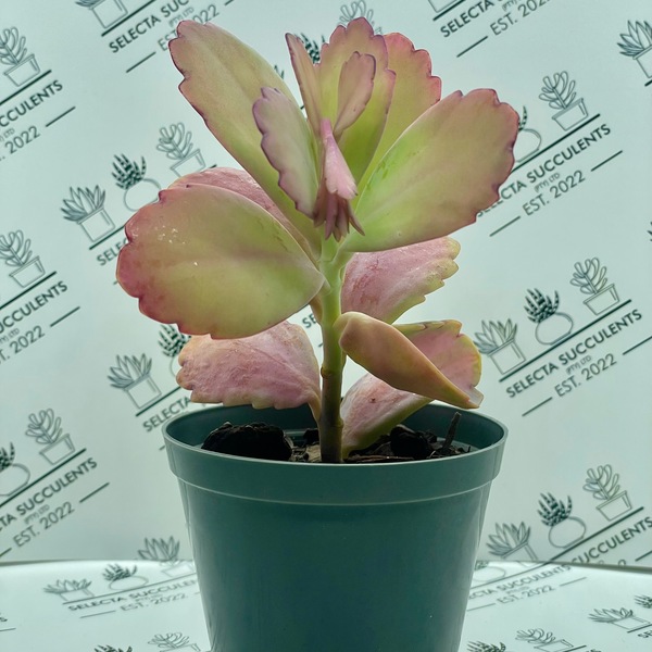 Kalanchoe ‘Rosy Dawn’