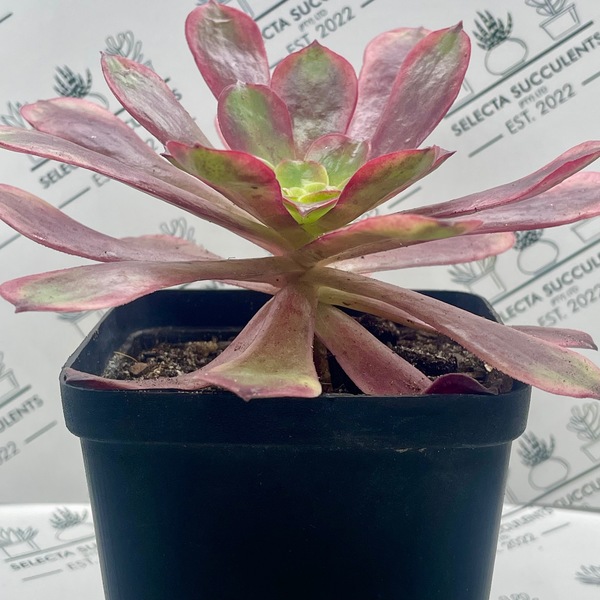 Aeonium ‘Superbang’ (Medium)