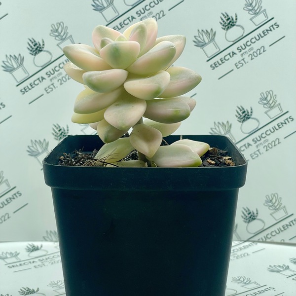 Graptopetalum ‘Apricot’ (Medium)