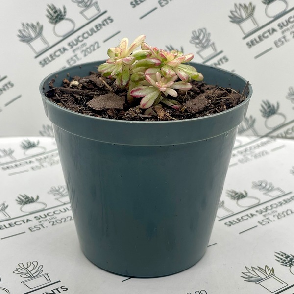Aeonium sedifolium ‘Variegata’