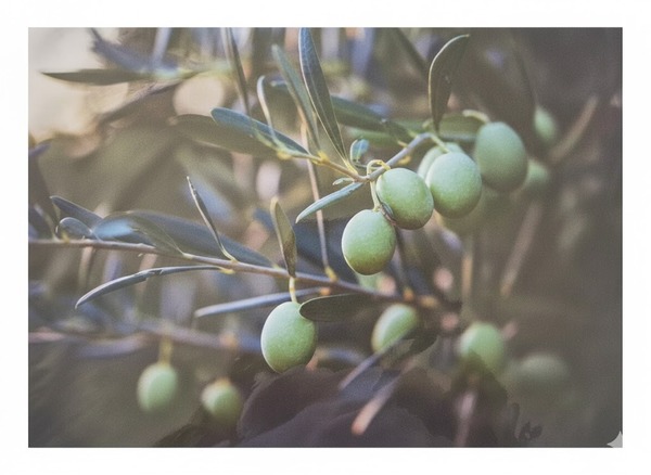 Paper Placemats - Olive
