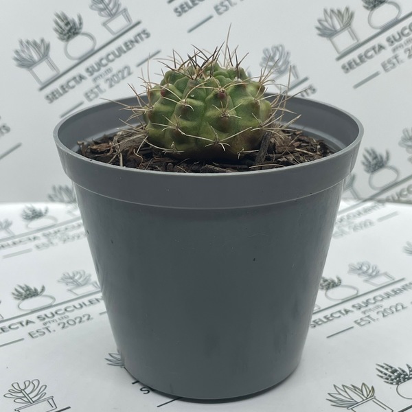 Gymnocalycium anisitsii