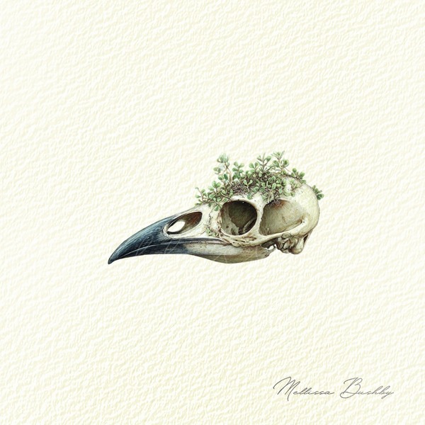 Bird Skull Specimen | Miniature Artwork