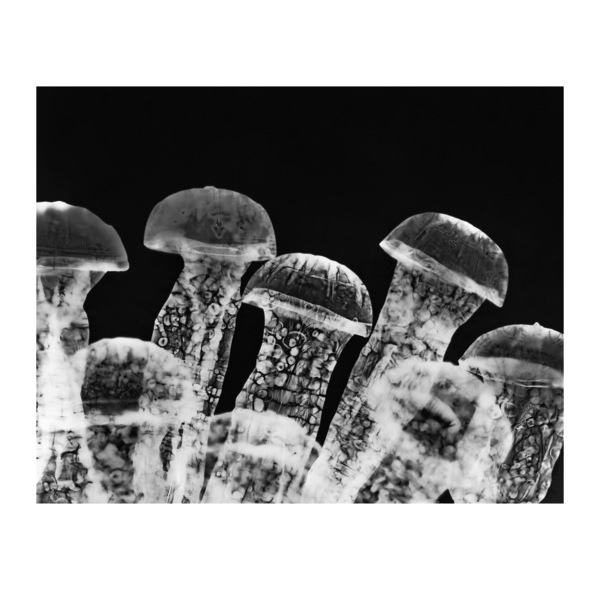 Mycoremediation xii