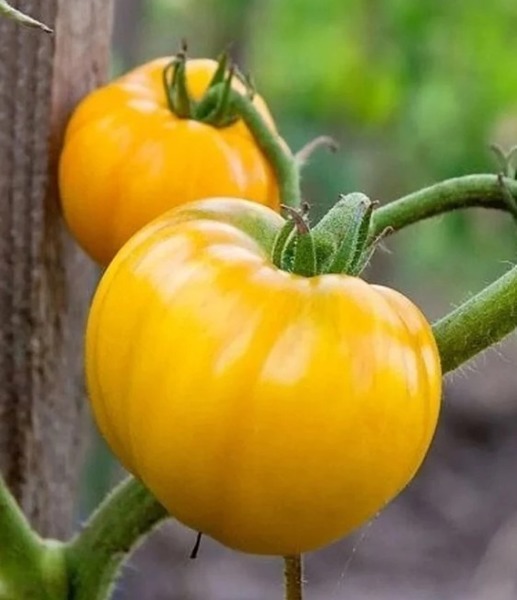 Tomato: Golden Queen