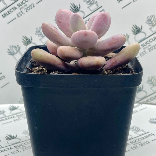 Graptopetalum amethystinum (Medium)