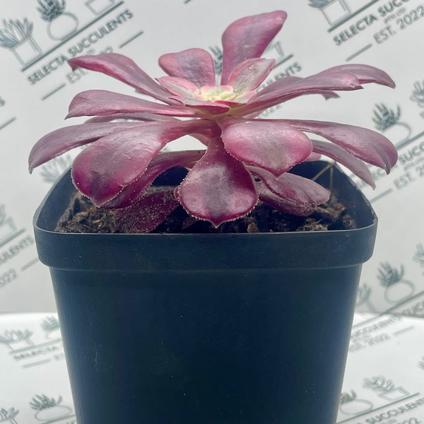 Aeonium ‘Medusa’ (Medium)