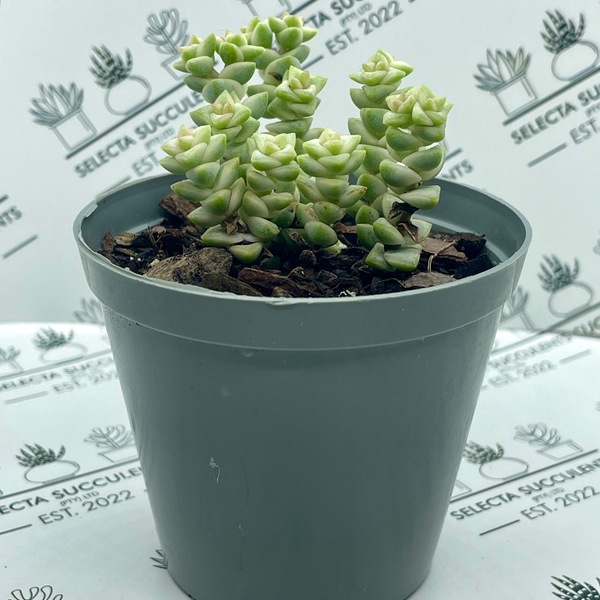 Crassula ‘Pastel’