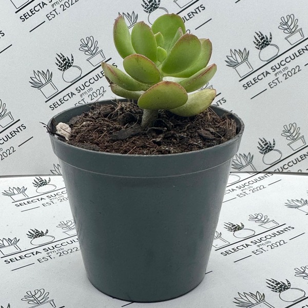 Sedum dendroideum