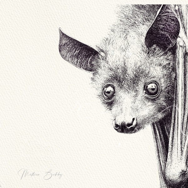 Fruit Bat