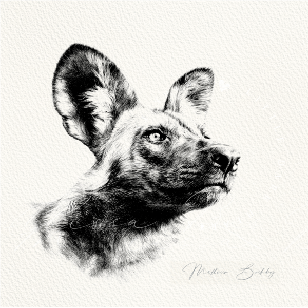 Wild Dog