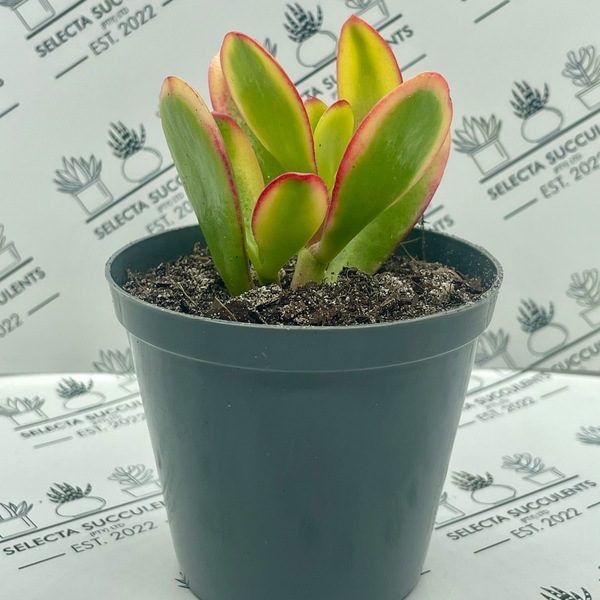 Crassula ovata ‘Hummel’s Sunset’