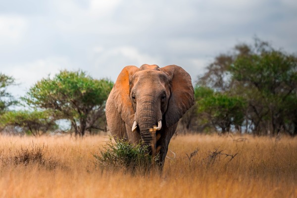 Tlou Of The Golden Plains