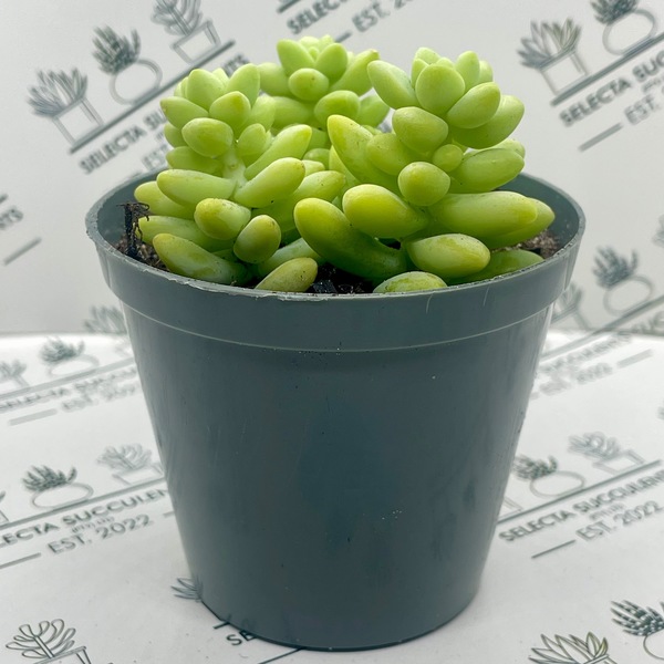 Sedum burrito