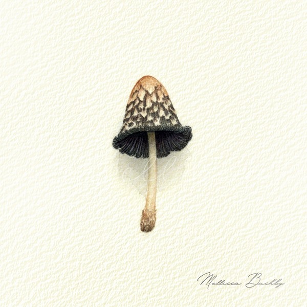 Ink Cap Mushroom | Collected Curiosities Art Print