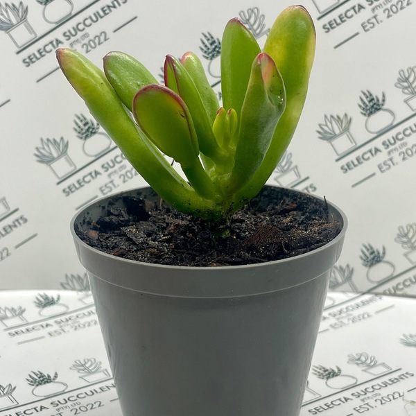 Crassula ovata ‘Red Horn’