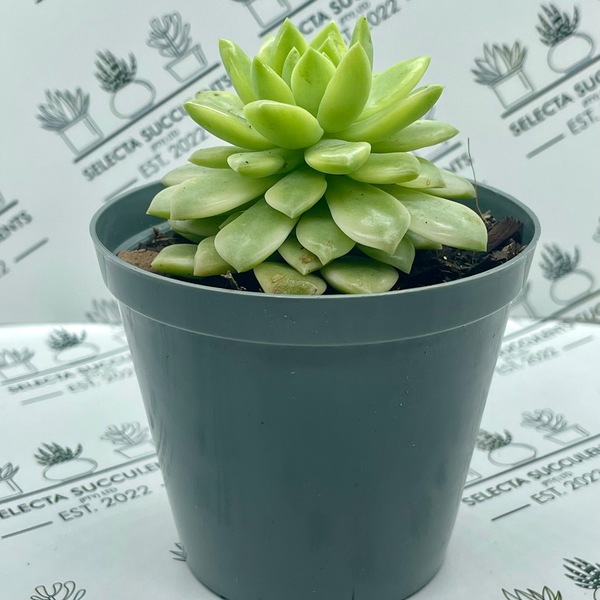 xSedeveria ‘Markus Variegata’