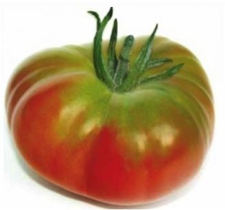 Tomato: Pomodoro Pantano