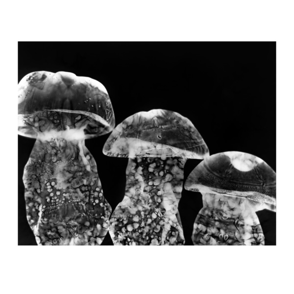 Mycoremediation v